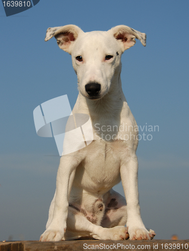 Image of pup jack russel terrier