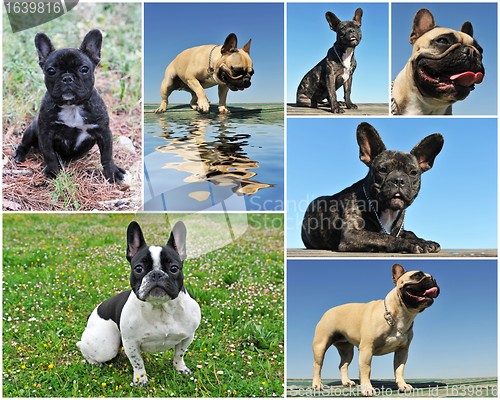 Image of french bulldog 