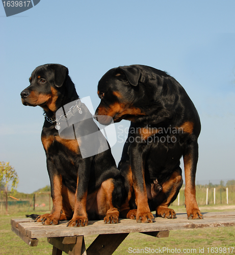 Image of two rottweilers: puppy and adult