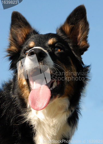 Image of border collie