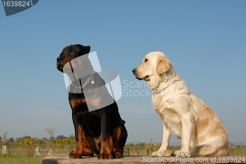Image of two babies dogs