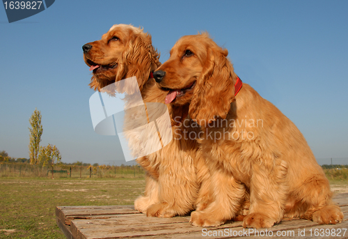 Image of two puppies english cockers