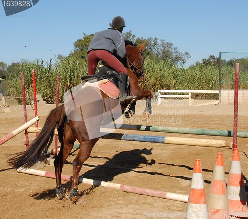 Image of jumping brown horse