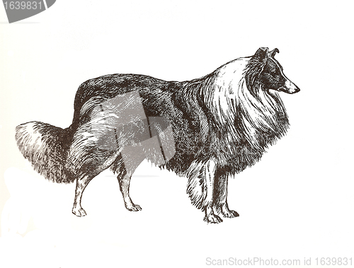 Image of illustration of collie