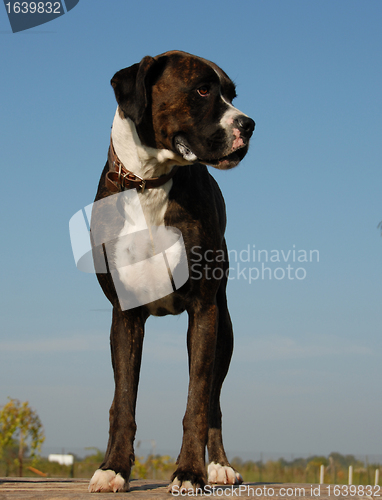 Image of purebred boxer