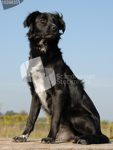 Image of purebred border collie