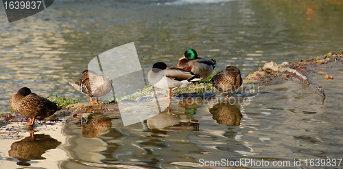 Image of wild ducks