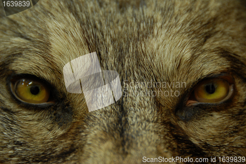 Image of eyes of wolf
