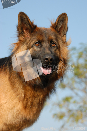 Image of female german shepherd