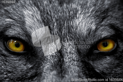 Image of eyes of wolf