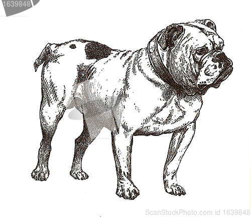 Image of illustration of english bulldog