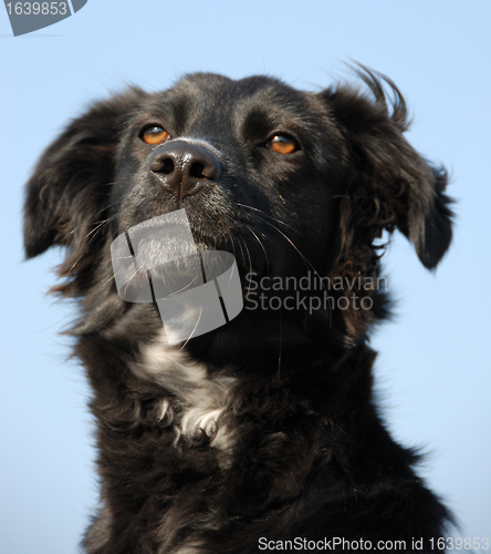 Image of border collie