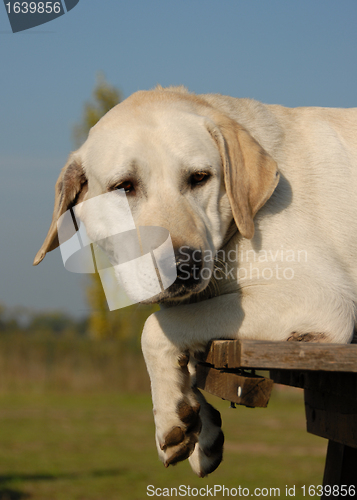 Image of tired labrador retriever