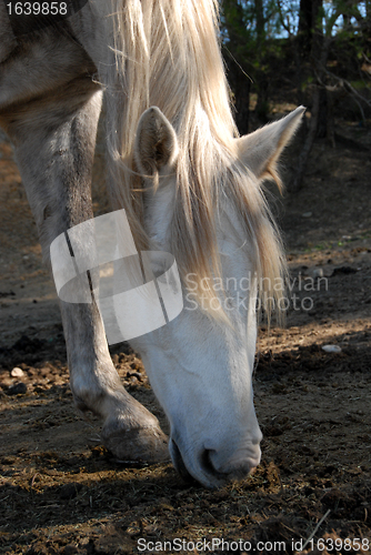 Image of grazing white horse