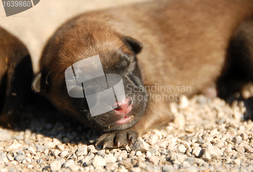 Image of very young puppy