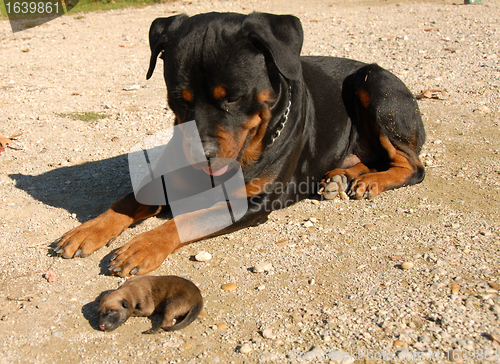 Image of rottweiler and puppy