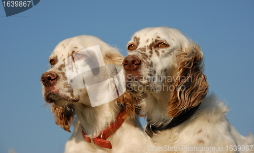 Image of english setters