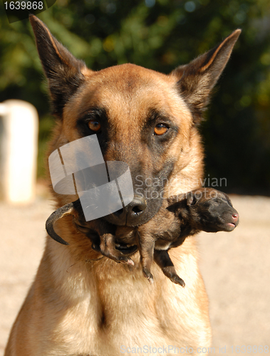 Image of mother dog and puppy