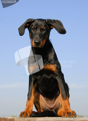 Image of puppy french shepherd