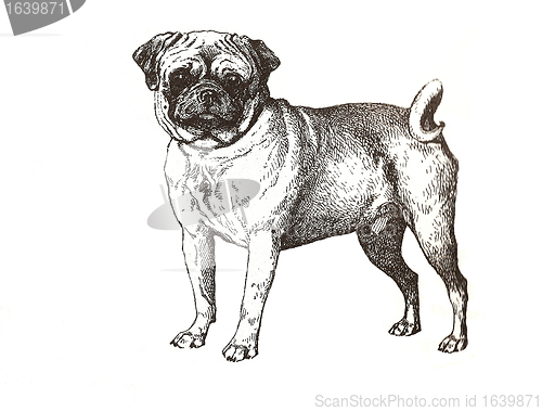 Image of illustration of pug