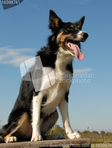 Image of border collie