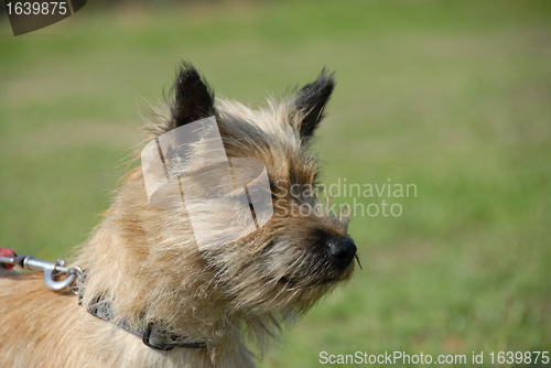 Image of cairn terrier