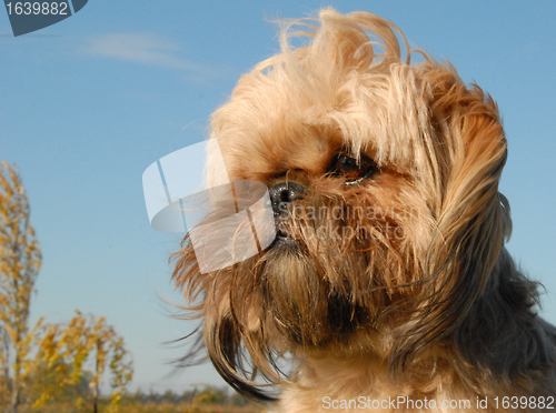 Image of shi tzu