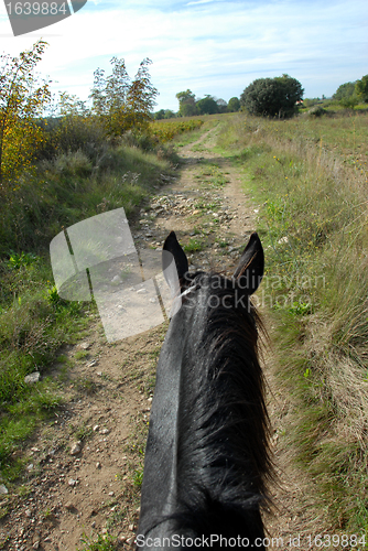 Image of horse walking