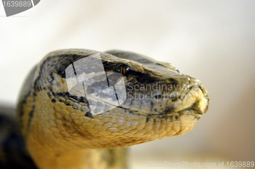 Image of snake