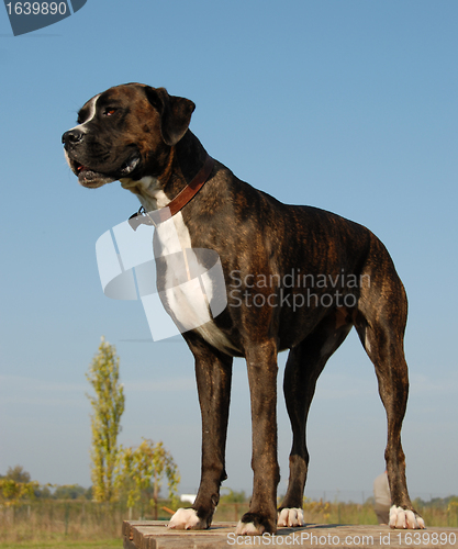 Image of boxer