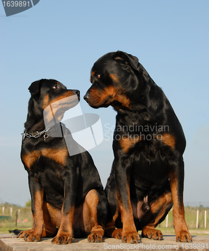 Image of father and boy rottweiler