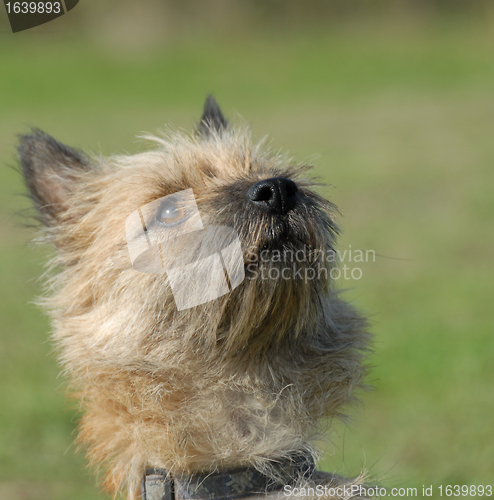 Image of purebred  cairn terrier