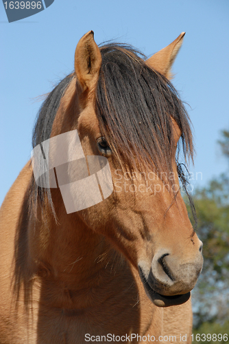 Image of brown horse