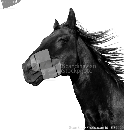 Image of running horse