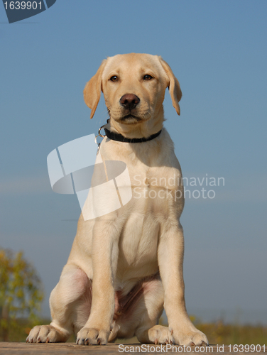 Image of puppy labrador
