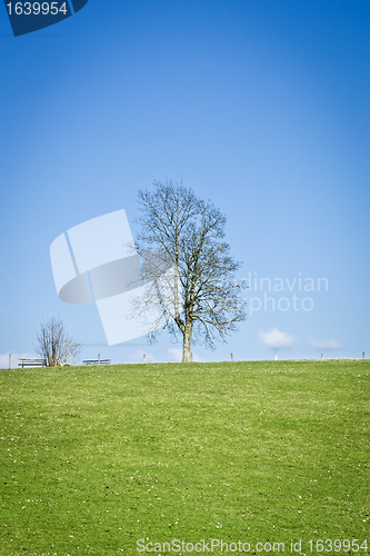 Image of leafless tree