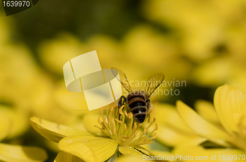 Image of bee in winter aconite