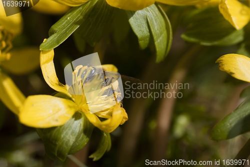 Image of bee pollinating winter aconite