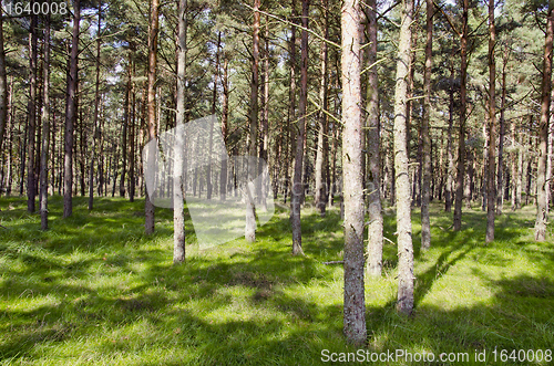 Image of background of pine tree forest sunlight and shadow 