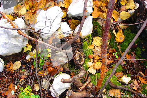 Image of plants in the forest