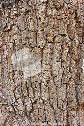 Image of Fragment of old tree bark