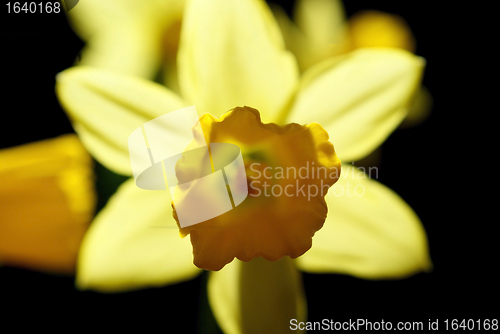 Image of Yellow Daffodil in back light