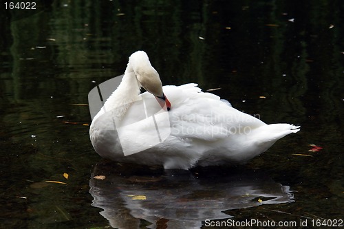 Image of White Mute Swan Preening