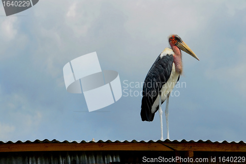 Image of  bird 