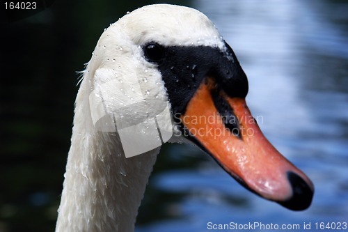 Image of Portrait of a Swan