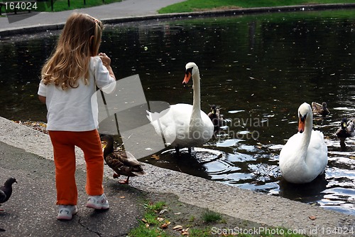 Image of Little girl feeding big swans