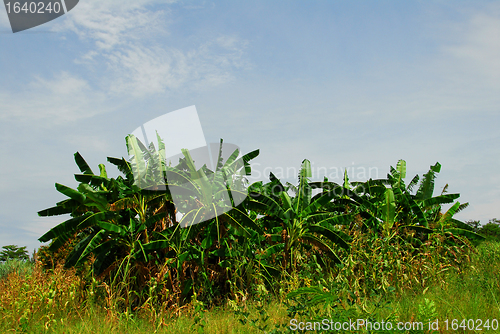 Image of banana plants 