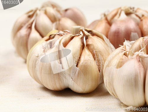 Image of garlic