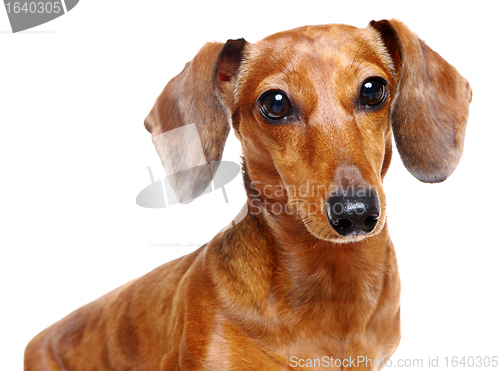 Image of dachshund dog