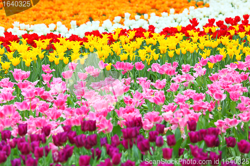 Image of colorful field of tulips